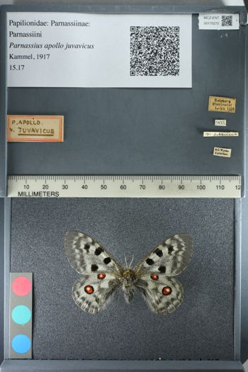 Media type: image;   Entomology 175272